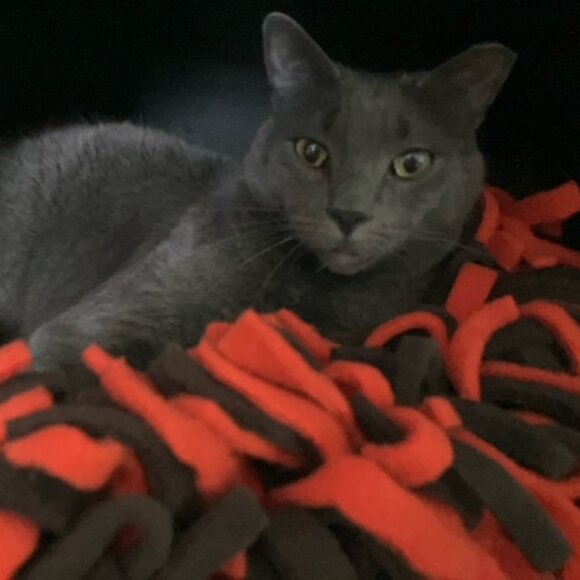 CLE Browns Colors "keep me safe and warm" fleece boa bed for cats and/or dogs - Picture 8 of 9